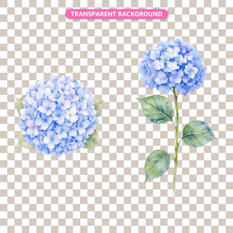 Transparent background — checker matte proof