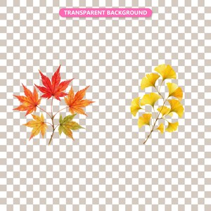 Transparent background — checker matte proof