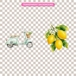 Transparent background — checker matte proof