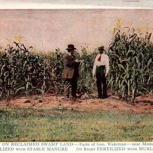Puede incluir: Postal vintage que representa un campo de maíz con dos hombres de pie entre las hileras. El texto en la parte inferior describe los métodos de fertilización utilizados. La imagen es en color, centrada en las prácticas agrícolas.
