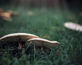Mushroom Fantasies Digital Background