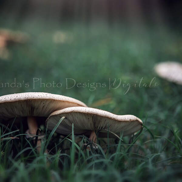 Mushroom Fantasies Digital Background