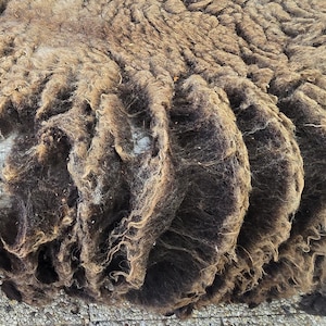 Peut inclure: Une toison de mouton brute et non lavée présentant de longues mèches de laine épaisses et ondulées. Les fibres affichent un dégradé naturel de couleurs, passant d'un brun foncé profond à une teinte beige clair et brun doré sur la surface.