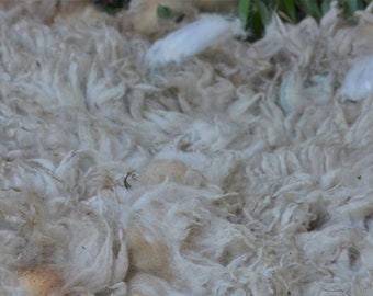 Sheep Wool From Raw To Carded Into Colorful Batts Door Wol4all