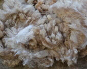 Sheep Wool From Raw To Carded Into Colorful Batts Door Wol4all