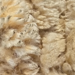 Può includere: Una vista ravvicinata di lana di pecora grezza e non lavata, caratterizzata da fibre dense e ricce di colore bianco sporco e crema. La consistenza è spessa e infeltrita, con detriti organici scuri e residui di lanolina visibili tra i ricci.
