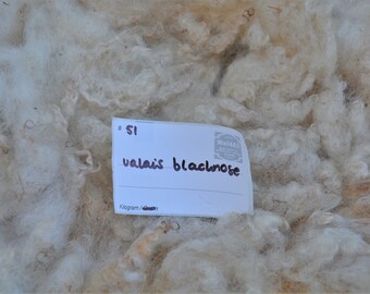 Sheep Wool From Raw To Carded Into Colorful Batts Door Wol4all