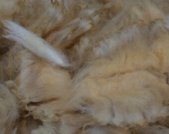 Sheep Wool From Raw To Carded Into Colorful Batts Door Wol4all