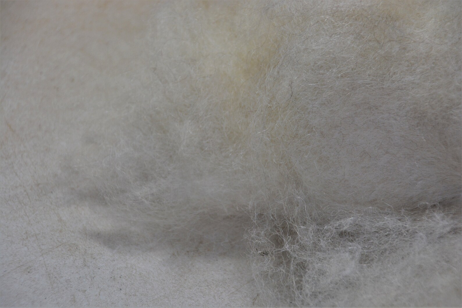 Washed & carded Lincoln Longwool batt. 600 gram/ 1.3 lb Etsy