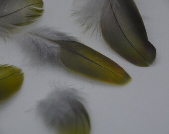Regen parakeet feathers. 6 pcs. naturally animal friendly sourced. 3-6 cm long.
