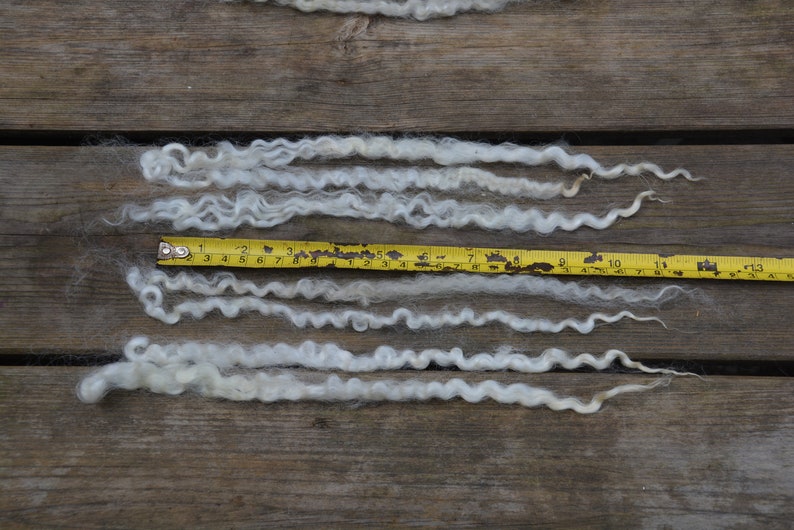 Leicester long wool locks washed 45 gram 1.58 oz