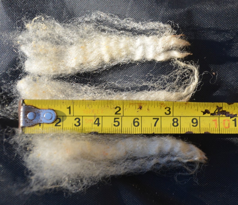 Portland raw wool. Lovely crimp cleans up very good. 1 kg / Etsy