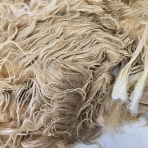 Op de afbeelding: Een grote massa ruwe, ongesponnen schapenwol met lange, golvende en verwarde vezels in diverse tinten beige, bruin en crème. De textuur is grof en volumineus, met zichtbare individuele haarlokken die een natuurlijke, onbewerkte uitstraling hebben.