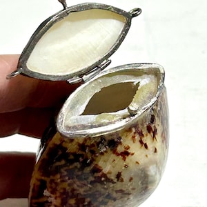 Könnte beinhalten: Ein kleiner, aufklappbarer Behälter aus einer natürlichen, braun und cremefarben gesprenkelten Muschel. Der Deckel hat einen metallisch silberfarbenen Rand mit einer glatten, cremeweißen Innenauskleidung. Die Muschel hat eine längliche, ovale Form.