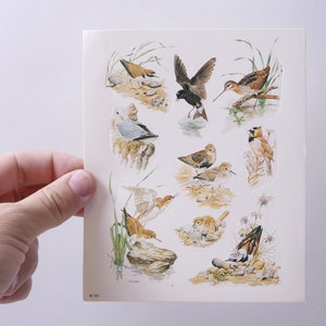Maurice Pledger, Obras de arte, Pájaros, Pequeños, Animales, Naturaleza Salvaje, Imágenes, Hoja de pegatinas, Fabricación de tarjetas, Vintage, ~ M-03-01