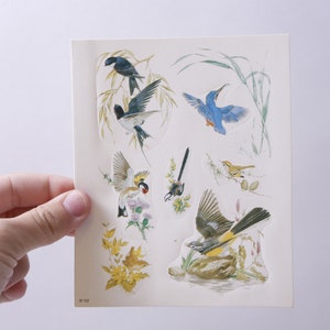 Maurice Pledger, Œuvres d’art, Oiseaux, Petits, Animaux, Nature sauvage, Images, Feuille d’autocollants, Fabrication de cartes, vintage, ~ 20-01-480