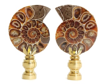 Ammonite Shell Fossil Lamp Finials on Shiny Brass Bases - A Matching Pair