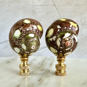 May include: Two brown and white seashell lamp finials with gold bases. The seashells have a mottled pattern of brown, white, and green.