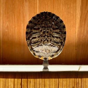 Può includere: Un terminale per lampada a forma di guscio di tartaruga. Il terminale presenta un guscio dettagliato e decorato con motivi nei toni del marrone e del nero, montato su una base argentata. Lo sfondo è una calda superficie in legno.