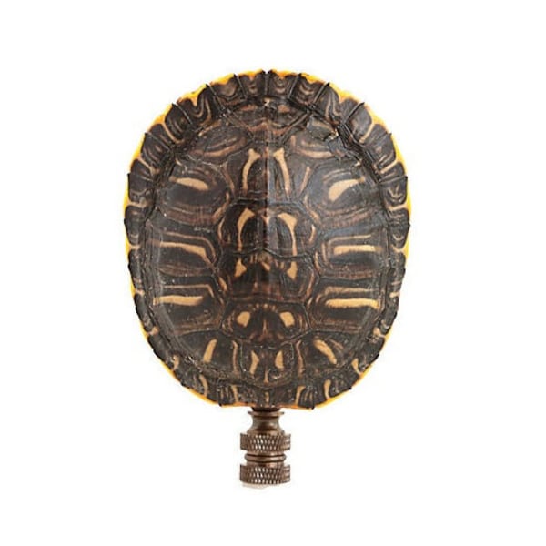 Preserved Turtle Shell Shell Lamp Finial on an Antiqued Brass Brass Base