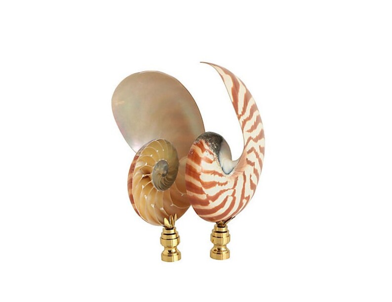 Shells Finials Split Tiger Nautlius Shell Lamp Finials on Shiny Brass Bases ...