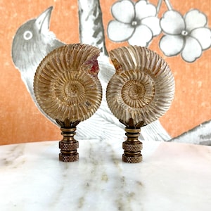 Puede incluir: Dos embellecedores decorativos para lámparas hechos de conchas de amonitas fosilizadas. Las conchas son de color marrón claro con un patrón en espiral. Los embellecedores están montados sobre una base de latón.