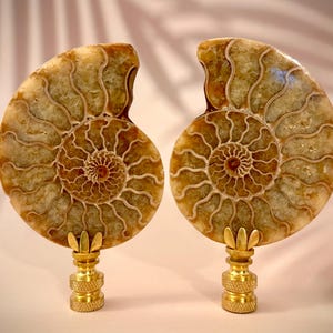 May include: A pair of polished ammonite fossil lamp finials featuring intricate spiral chambers in shades of tan, brown, and cream. Each fossil is securely mounted on a circular, textured brass base with a decorative petal-shaped metal collar.