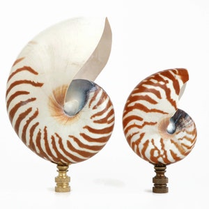 Tiger Nautlius Shell Lamp Finial on Brass or Bronze Hardware - Oversized Coastal Lamp Topper