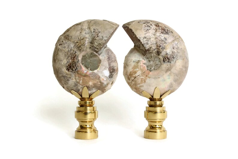 Ammonite Shell Fossil Lamp Finials on Shiny Brass Bases A Etsy