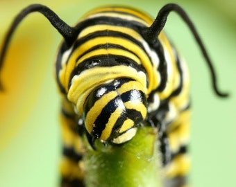 Test Caterpillar