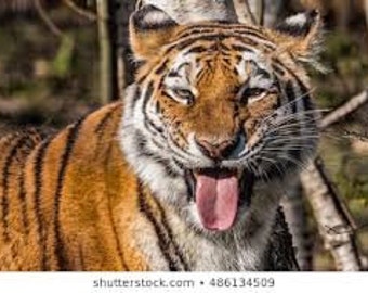 Test Tiger