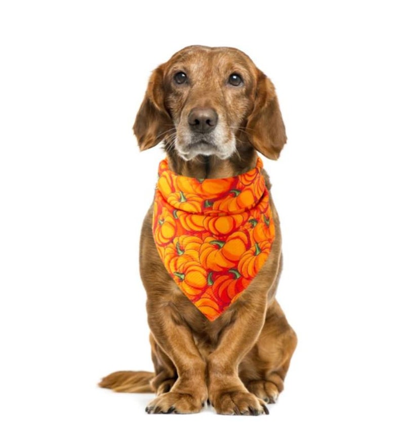 Dog Bandana Halloween Dog Bandana Orange Pumpkin Halloween Etsy