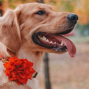 Dog Collar Flower // 4 inch image 4