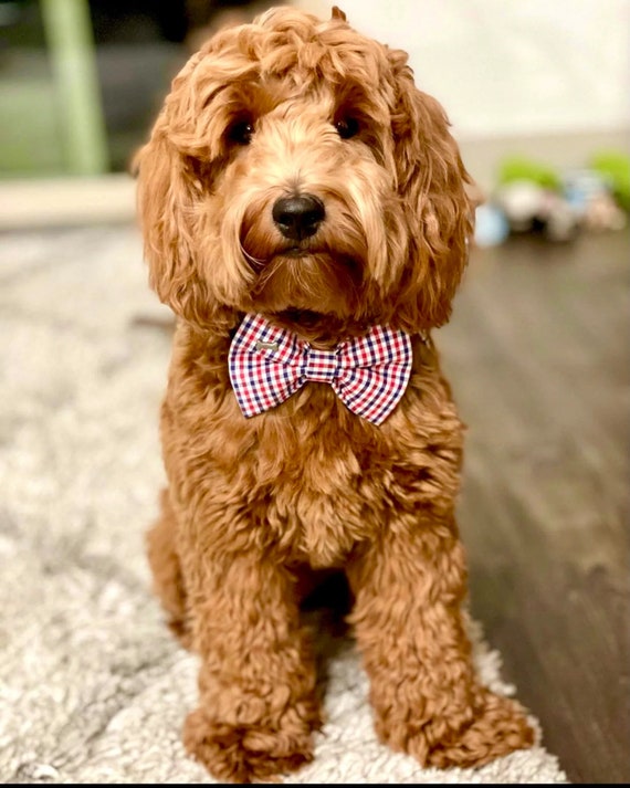 Patriotic dog best sale bow tie