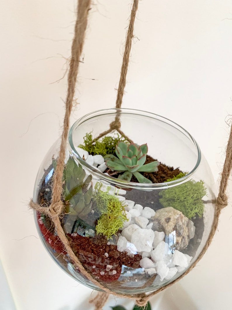 Plant Gift Hanging Terrarium Gift Diy Terrarium Succulent Etsy
