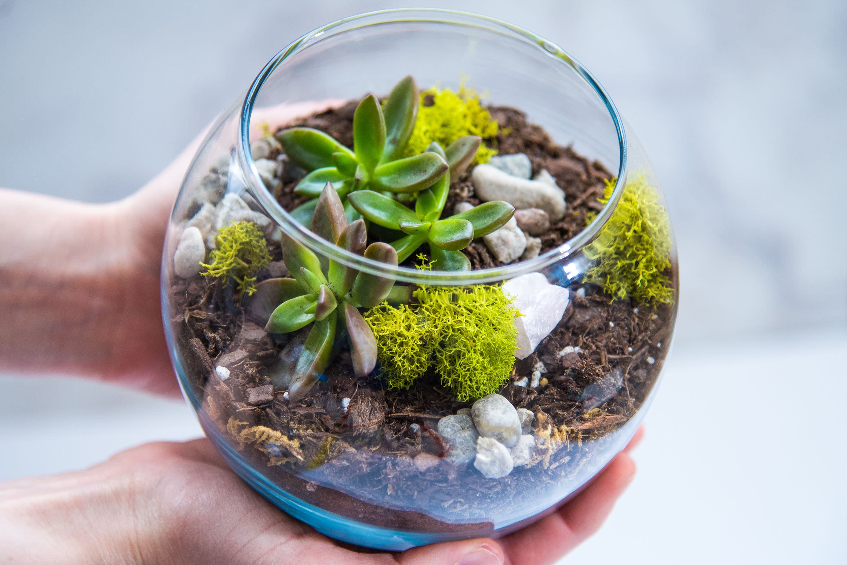 Plant Gift Succulent terrarium kit MEDIUM terrarium gift Etsy