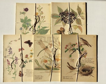 6x Edith Holden Country Diary double book pages | junk journal | scrapbook | card making | paper crafts