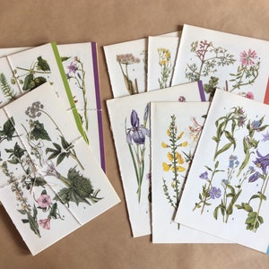 6 x doubles pages de livre vintage botanique/fleurs sauvages/flore | journal indésirable | album de découpures | fabrication de cartes