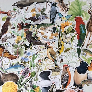 12x vintage wildlife/nature/flora & fauna paper cut outs/fussy cuts  | junk journal | snail mail | scrapbooking | card making