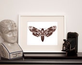 Death's Head Hawk Moth -Art Print - Various sizes