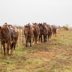 Horses on the Fence