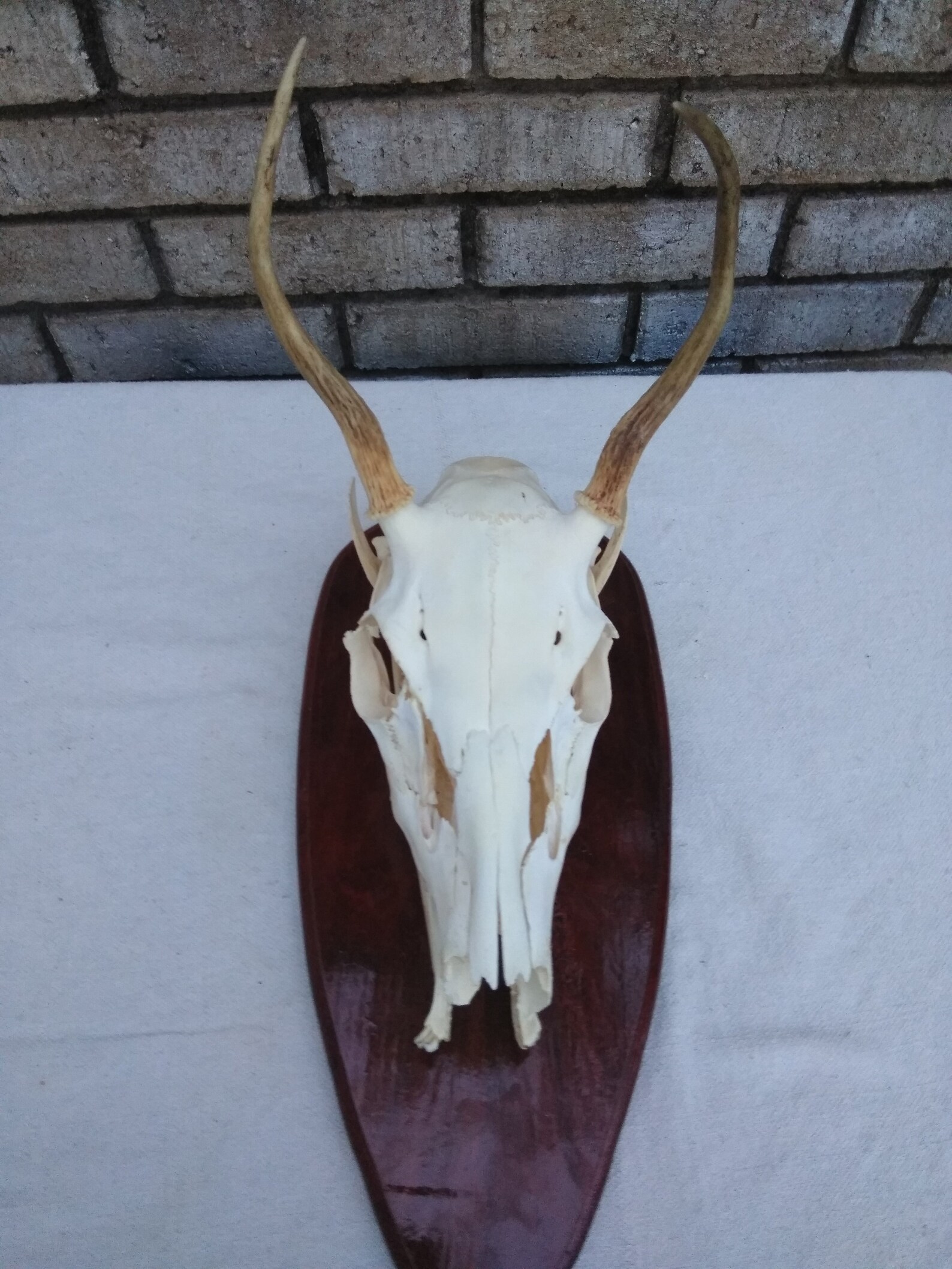 Very Nice Articuladed Male Deer Skull Etsy