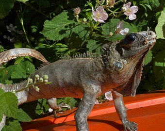 Mexican Iguana Stuffed Taxidermy