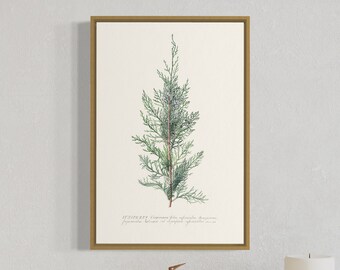 Winter Botanical Art Print | Juniper Branches Art | INSTANT DOWNLOAD | digital art print | Juniper