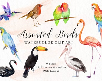 Assorted Birds Watercolor Clip Art, Handpainted Bird Art Feather, Digital Download PNG, Flamingo Parrot Macaw Hummingbird Robin Swan Toucan