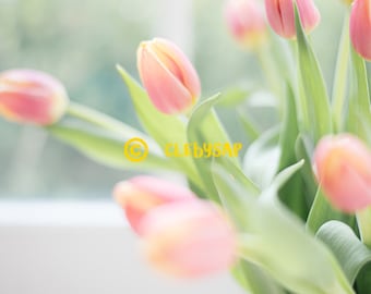 A Study in Tulips