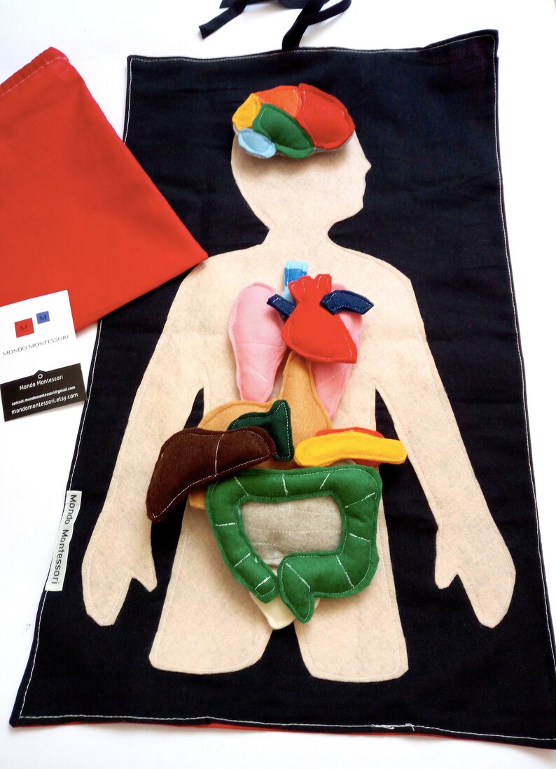 Felt human body anatomy intern organs play set for kids Etsy
