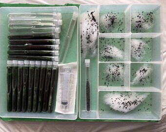 Introducing the “junomagic” Copepod professional TUNING breeding KIT