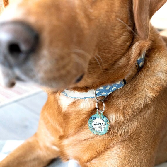 Dog collar id plate hotsell