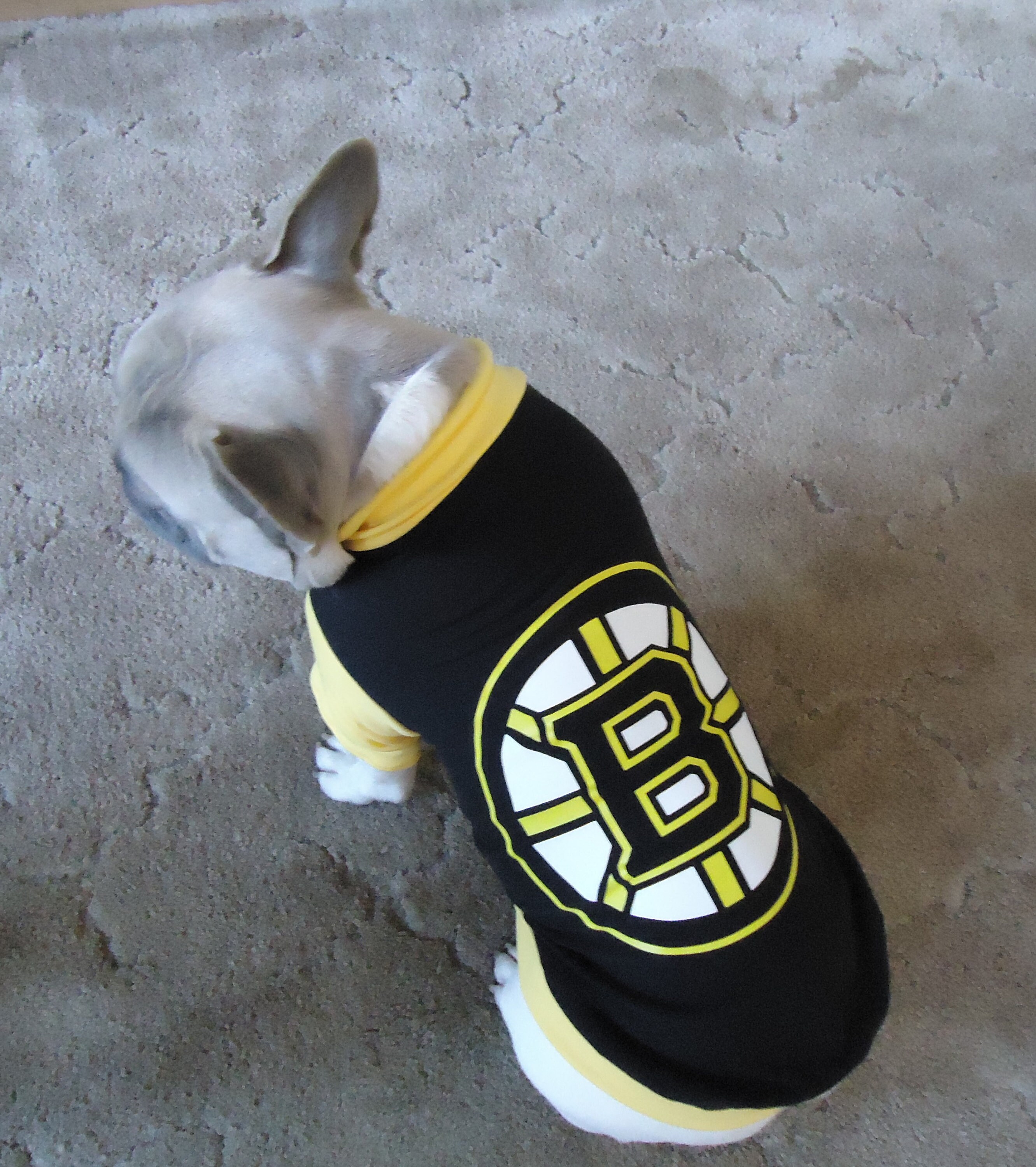 Bruins dog jersey hotsell
